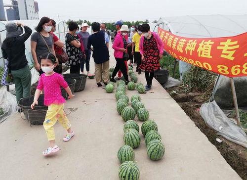 吃瓜普通市民,揭秘普通市民的娱乐生活与心理世界