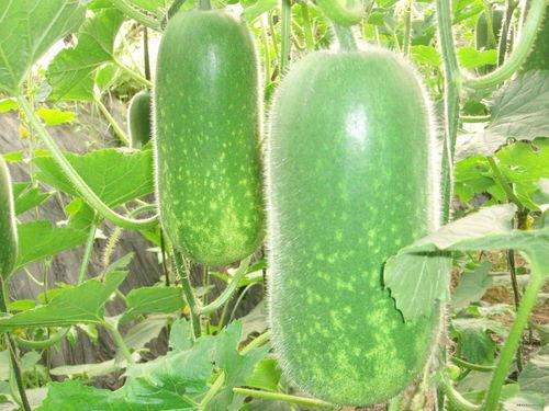 铖铖吃的什么瓜,探寻她钟爱的瓜类美食