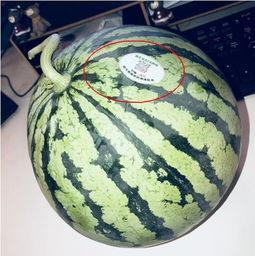 遵义网红吃瓜,揭秘网络红人的幕后故事