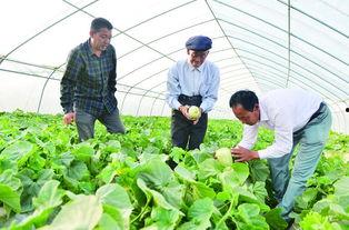 大棚里吃瓜,瓜果飘香,共享丰收喜悦