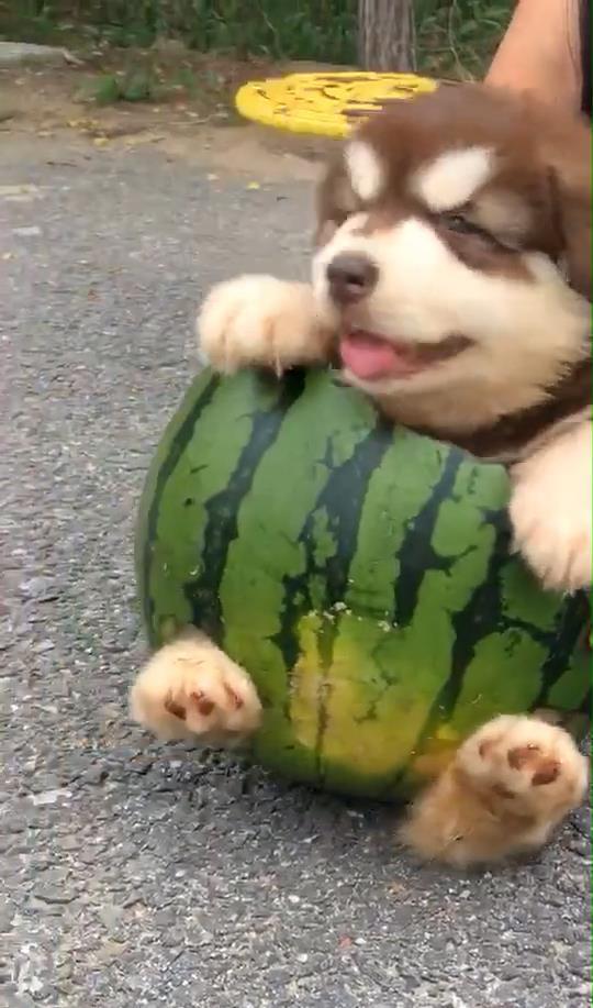 吃瓜颜狗,揭秘娱乐圈的甜蜜与苦涩