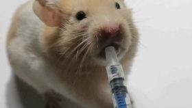 吃瓜的小耗子,揭秘吃瓜小耗子的趣味生活