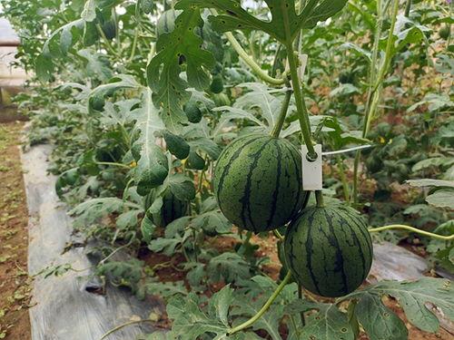 一名吃瓜群众正在吃瓜,揭秘吃瓜群众的欢乐时光