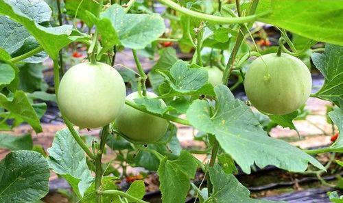 陕西韩城吃瓜视频,一场别开生面的吃瓜盛宴