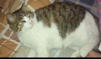 猫吃老瓜,揭秘老瓜的独特魅力