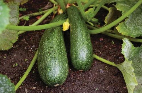 秋天吃瓜的时候,品味秋天的甜蜜时光