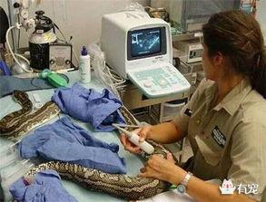 吃瓜蟒蛇,揭秘其独特饮食习惯与生存智慧