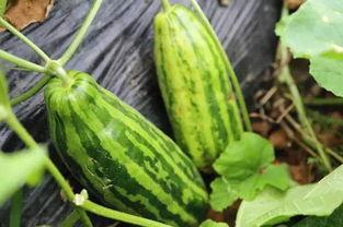 瓜吃瓜长什么意思