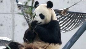 吃瓜小野羊,揭秘娱乐圈背后的那些事儿